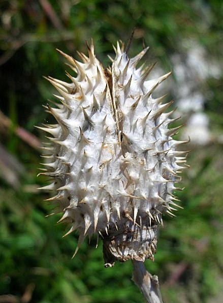 Datura stramonium / Stramonio comune